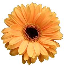 Gerbera-orange.jpg